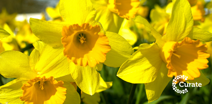 Daffodils 