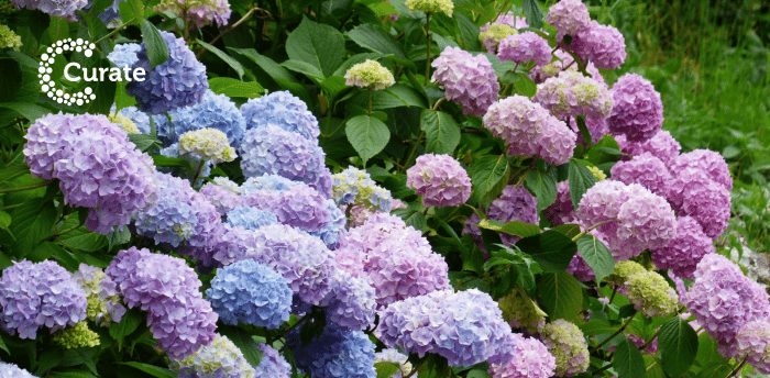 Hydrangeas 