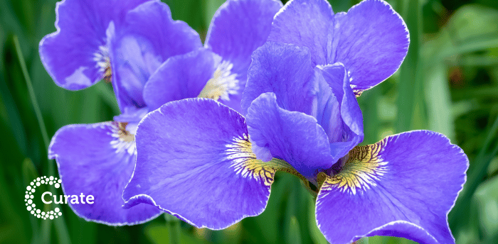 Iris 