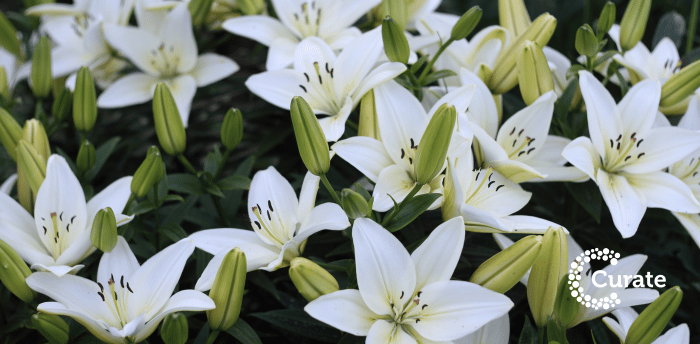 Lilies 