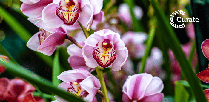 Orchids 