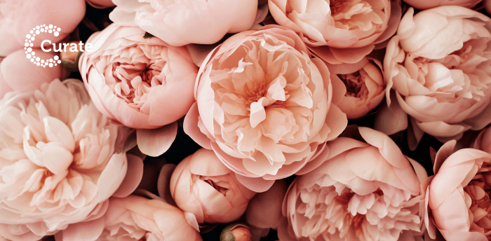 Peonies 