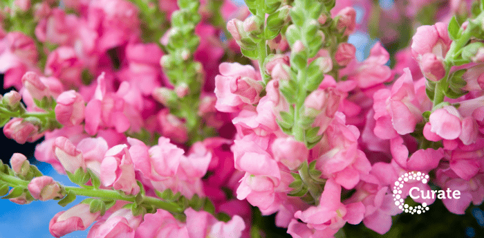 Snapdragons 